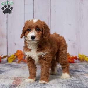 Zaylee, Mini Goldendoodle Puppy